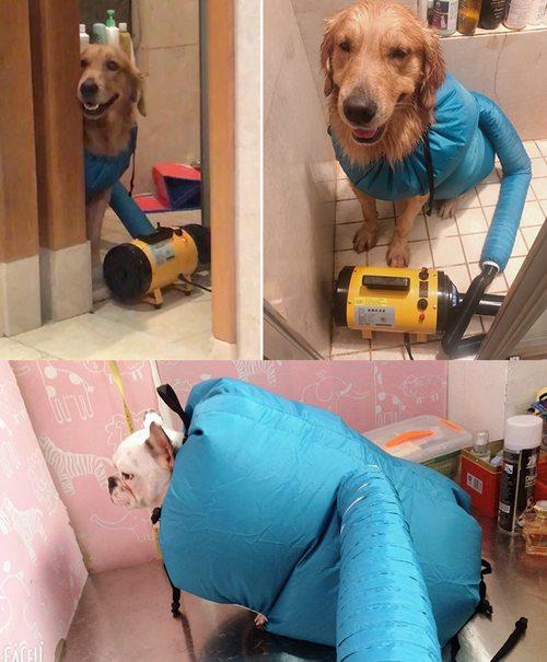 Pet Grooming Drying Box
