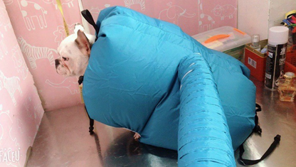 Pet Grooming Drying Box